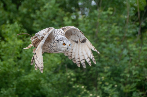 BOUBOU 2022 HIBOU GRAND DUC SIBERIE SAS LES AIGLES DE SAINT MAURICE DE LIGNON